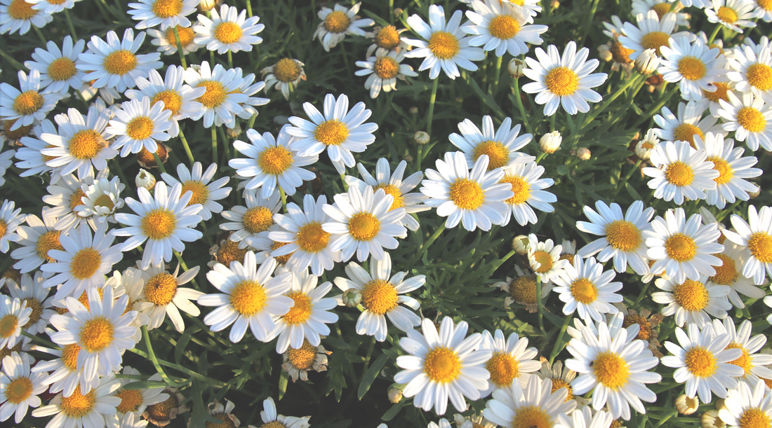 Herbs to help you handle PMS